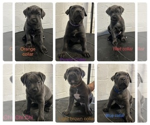Cane Corso Puppy for sale in PIKESVILLE, MD, USA