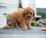 Small #1 Cavapoo