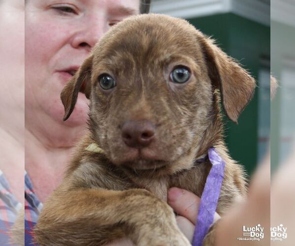 Medium Photo #4 Mutt Puppy For Sale in Washington, DC, USA