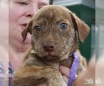 Small #3 Mutt