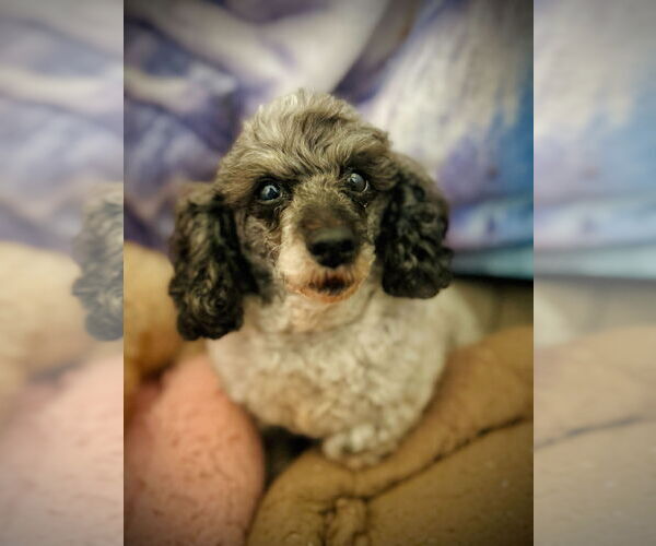 Medium Photo #3 Poodle (Toy) Puppy For Sale in Pacolet, SC, USA