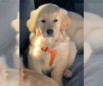 Small Photo #19 Golden Retriever Puppy For Sale in MERCED, CA, USA