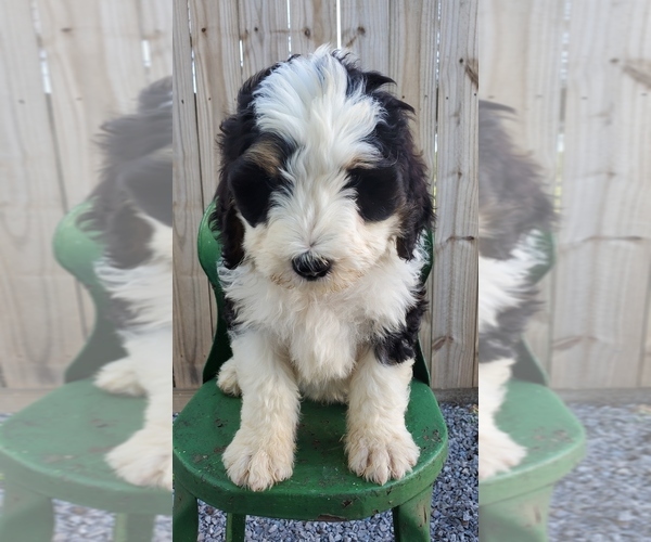 Medium Photo #1 Bernedoodle Puppy For Sale in NASHVILLE, TN, USA