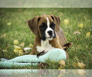 Boxer Puppy for sale in SHIPSHEWANA, IN, USA