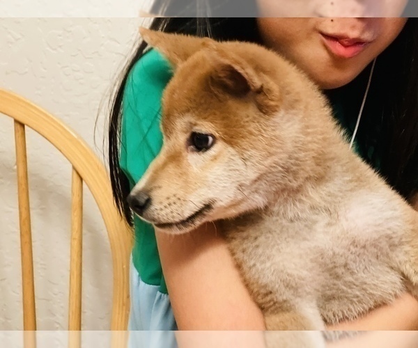 Medium Photo #17 Shiba Inu Puppy For Sale in FREMONT, CA, USA