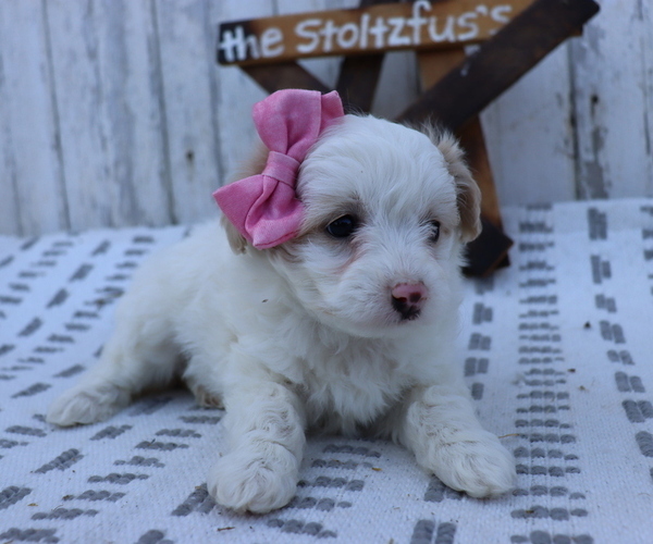 Medium Photo #7 Pom-A-Poo-Poodle (Miniature) Mix Puppy For Sale in HONEY BROOK, PA, USA