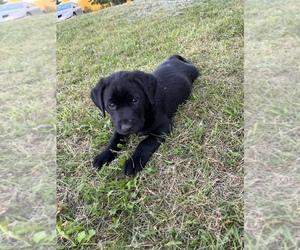 Labrador Retriever Puppy for sale in STANCHFIELD, MN, USA