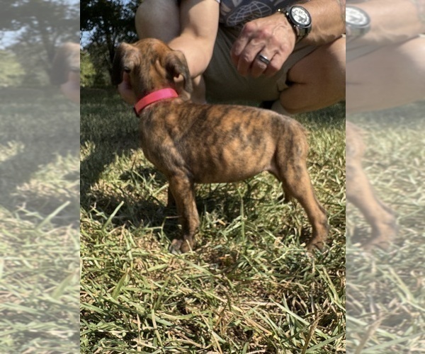 Medium Photo #4 Boxer Puppy For Sale in SCOBEY, MS, USA