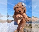 Small Photo #18 Goldendoodle (Miniature) Puppy For Sale in GASTONIA, NC, USA