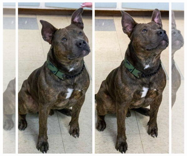 Medium Photo #2 American Pit Bull Terrier Puppy For Sale in Stckton, CA, USA