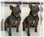 Small #1 American Pit Bull Terrier