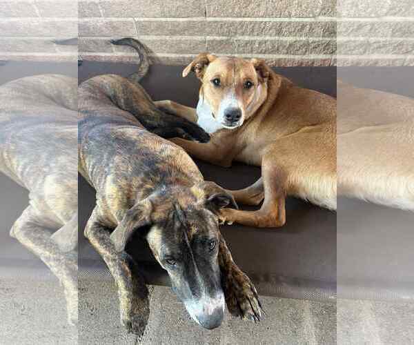 Medium Photo #4 Catahoula Leopard Dog-Labrador Retriever Mix Puppy For Sale in Oakhurst, NJ, USA