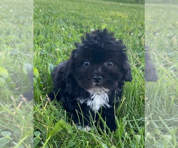 Medium Photo #1 Lhasa-Poo Puppy For Sale in CANOGA, NY, USA