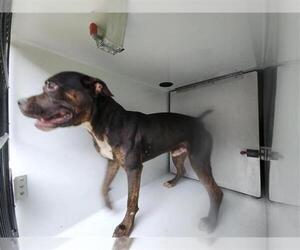 Boxweiler Dogs for adoption in Houston, TX, USA