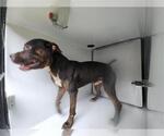 Small Boxweiler