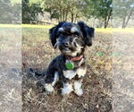 Small #5 Shih Tzu Mix