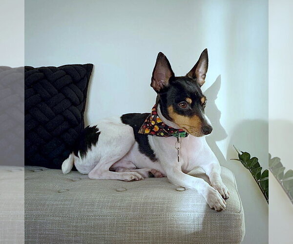 Medium Photo #3 Rat Terrier Puppy For Sale in Atlanta, GA, USA
