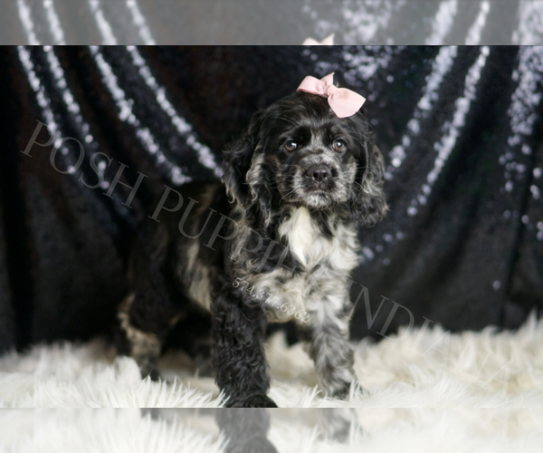 Medium Photo #3 Cocker Spaniel Puppy For Sale in WARSAW, IN, USA