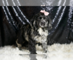 Small #2 Cocker Spaniel