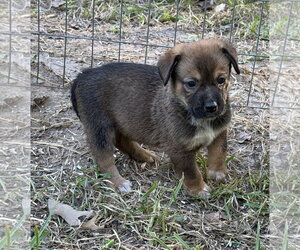 Tiana - Female Mutt Dog for Adoption - Photo #3