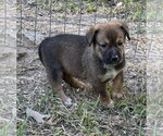 Small Photo #3 Mutt Puppy For Sale in The Woodlands, TX, USA