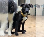 Small #1 Labrador Retriever Mix