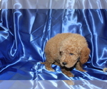 Small Photo #10 Goldendoodle (Miniature) Puppy For Sale in BLOOMINGTON, IN, USA