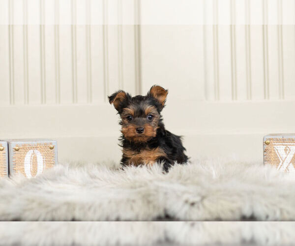 Medium Photo #1 Yorkshire Terrier Puppy For Sale in WARSAW, IN, USA