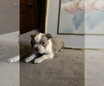 Puppy Puppy 6 Boston Terrier