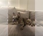 Small Photo #1 French Bulldog Puppy For Sale in WESTERVILLE, OH, USA