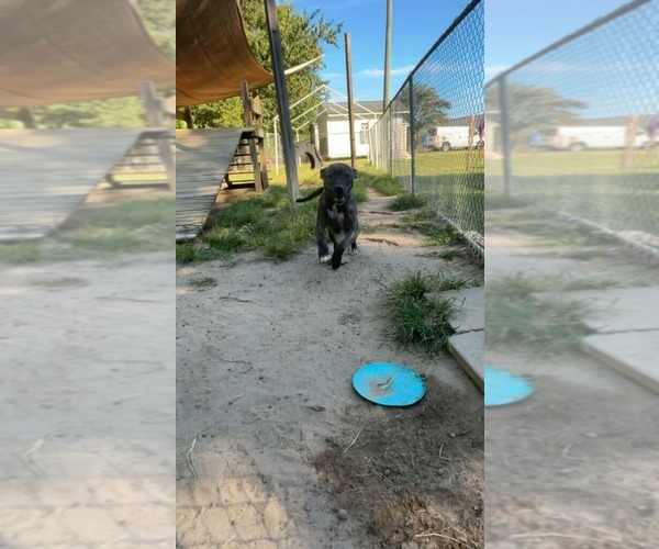 Medium Photo #15 Boxador Puppy For Sale in Orangeburg, SC, USA