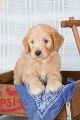 Goldendoodle Puppy for sale in PLYMOUTH, OH, USA