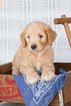 Small Photo #1 Goldendoodle Puppy For Sale in PLYMOUTH, OH, USA