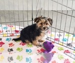 Small #6 Morkie
