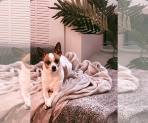 Chihuahua Dogs for adoption in Sioux Falls, SD, USA