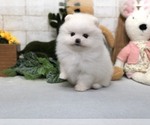 Small Photo #11 Pomeranian Puppy For Sale in CHICAGO, IL, USA