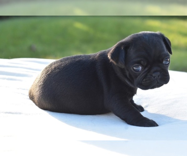Medium Photo #4 Pug Puppy For Sale in PALM COAST, FL, USA