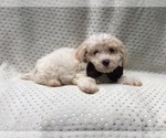 Small Photo #3 Poochon Puppy For Sale in LAKELAND, FL, USA
