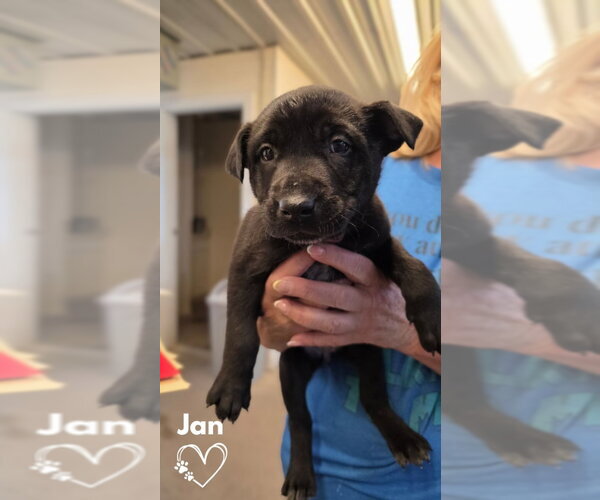 Medium Photo #3 American Pit Bull Terrier-German Shepherd Dog Mix Puppy For Sale in Monte Vista, CO, USA