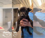 Small #2 American Pit Bull Terrier-German Shepherd Dog Mix