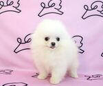 Small Photo #12 Pomeranian Puppy For Sale in LAS VEGAS, NV, USA