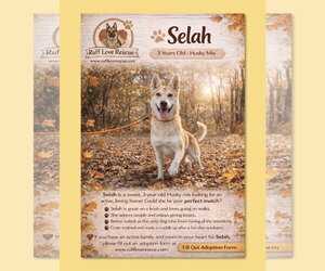 Siberian Husky-Unknown Mix Dogs for adoption in Thomasville, NC, USA
