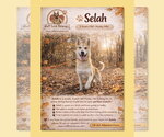 Small Siberian Husky Mix