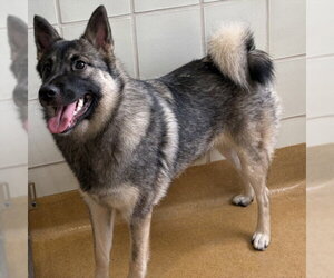 Norwegian Elkhound Dogs for adoption in Derwood, MD, USA