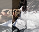 Small #5 Cane Corso