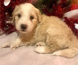 Portuguese Water Dog Puppy for sale in SWARTZ CREEK, MI, USA