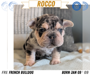 Medium French Bulldog