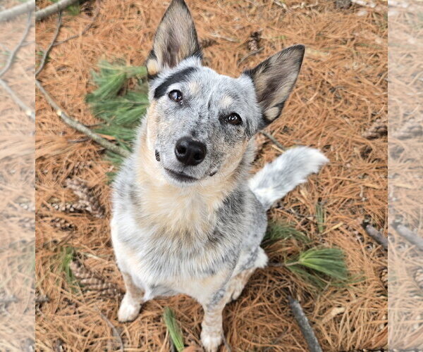 Medium Photo #2 Mutt Puppy For Sale in Farmington, MN, USA