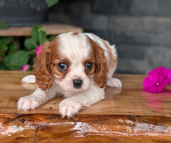 Medium Photo #6 Cavalier King Charles Spaniel Puppy For Sale in GOSHEN, IN, USA