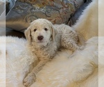 Small Photo #17 Goldendoodle Puppy For Sale in DAVIS, CA, USA